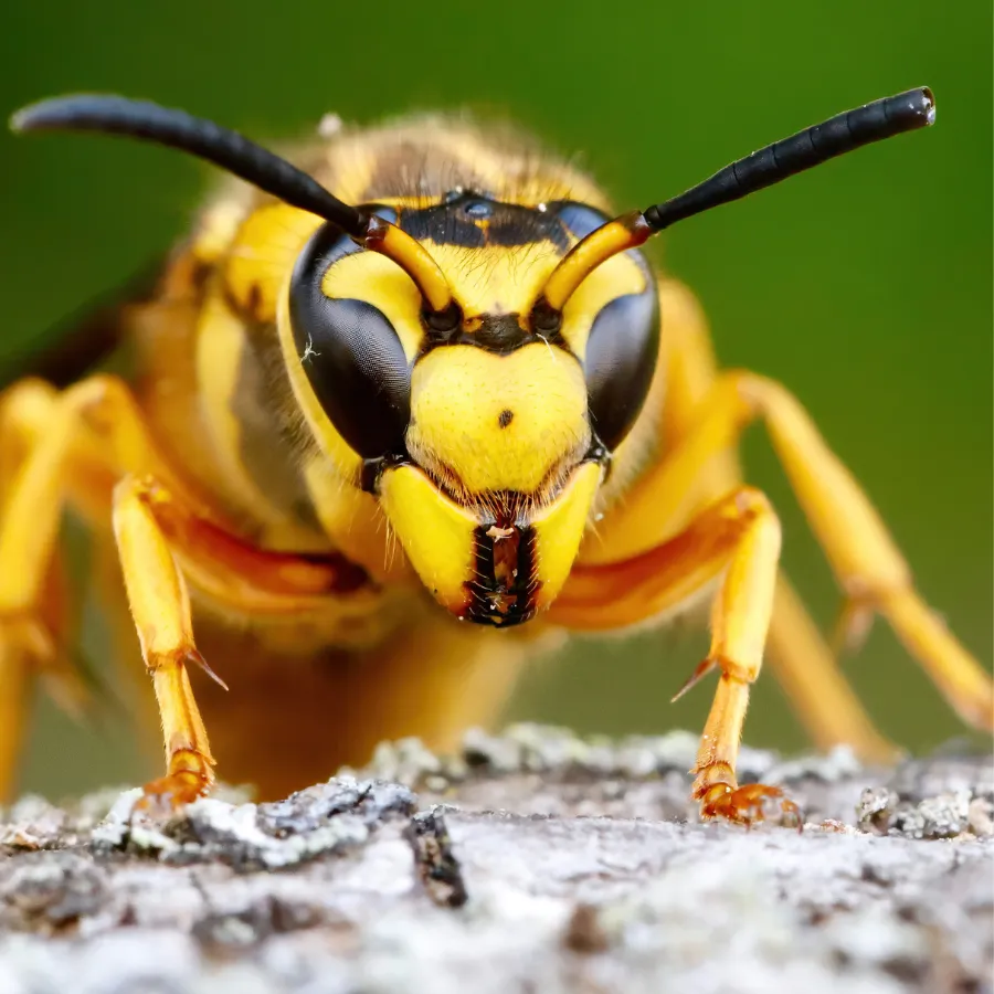 yellow jacket Image