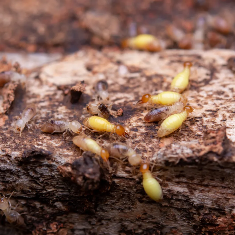 termite Image