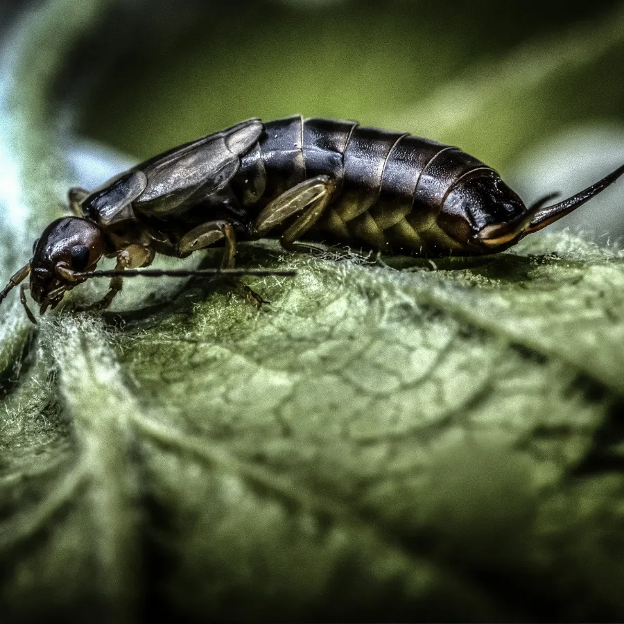 earwig Image