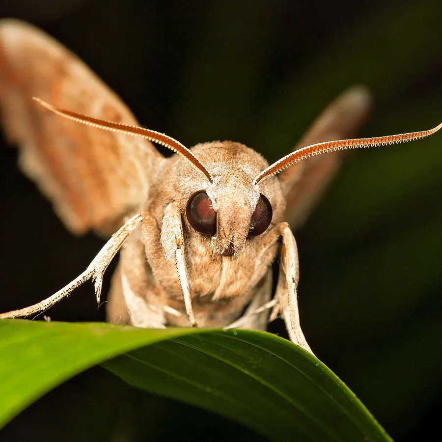 moth Image