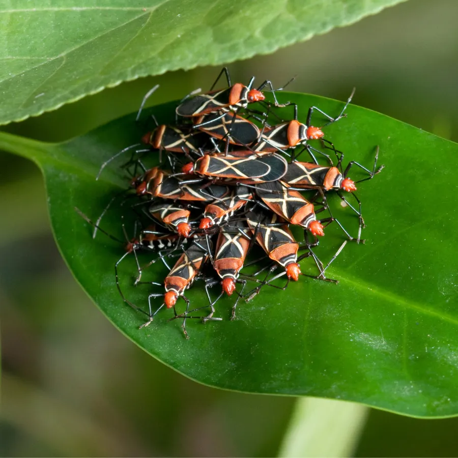 box elder bug Image