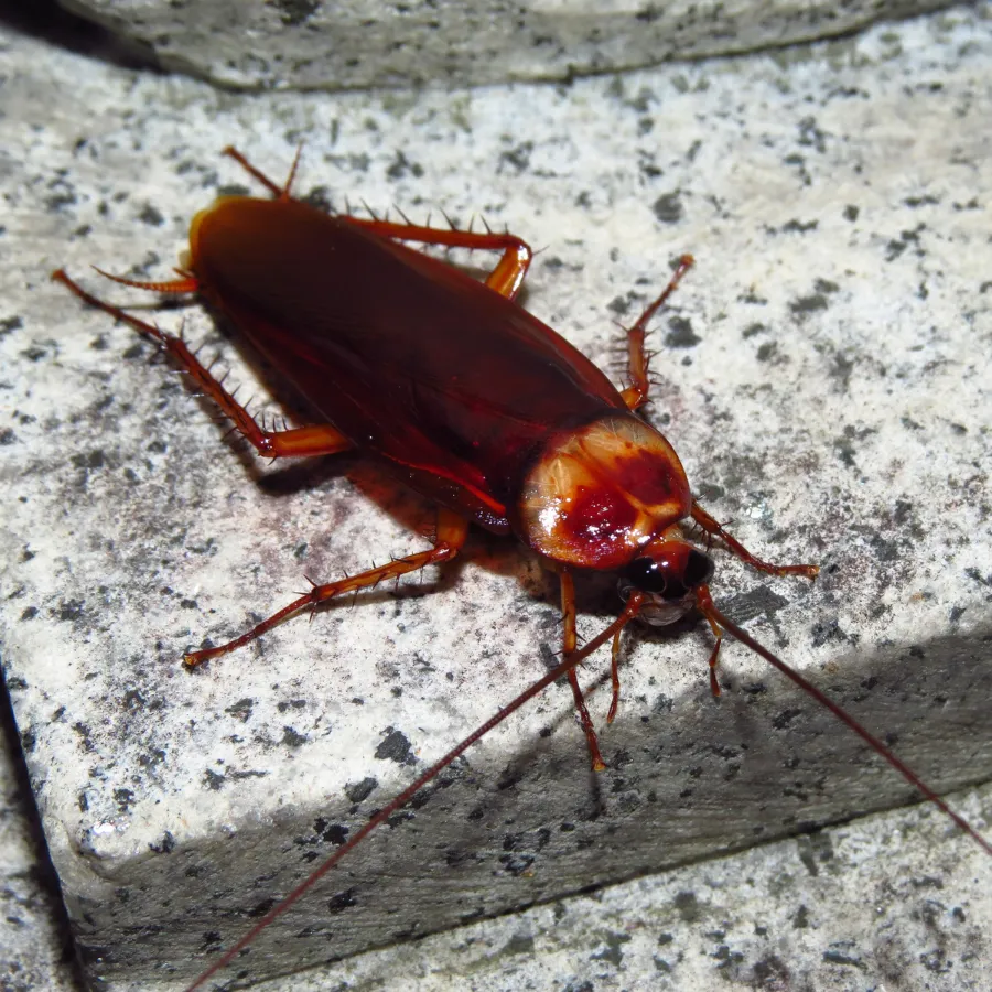 roach Image