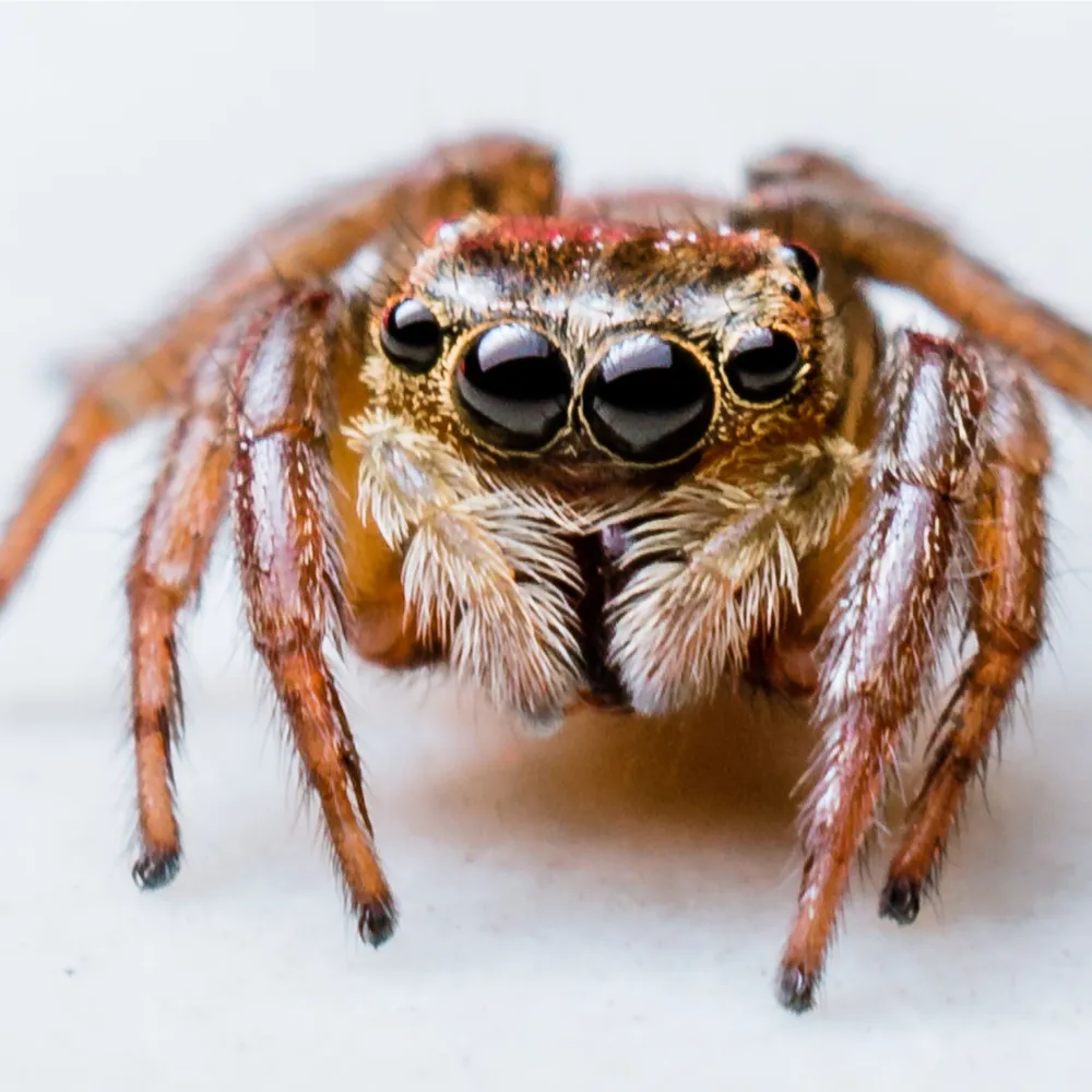 spider Image