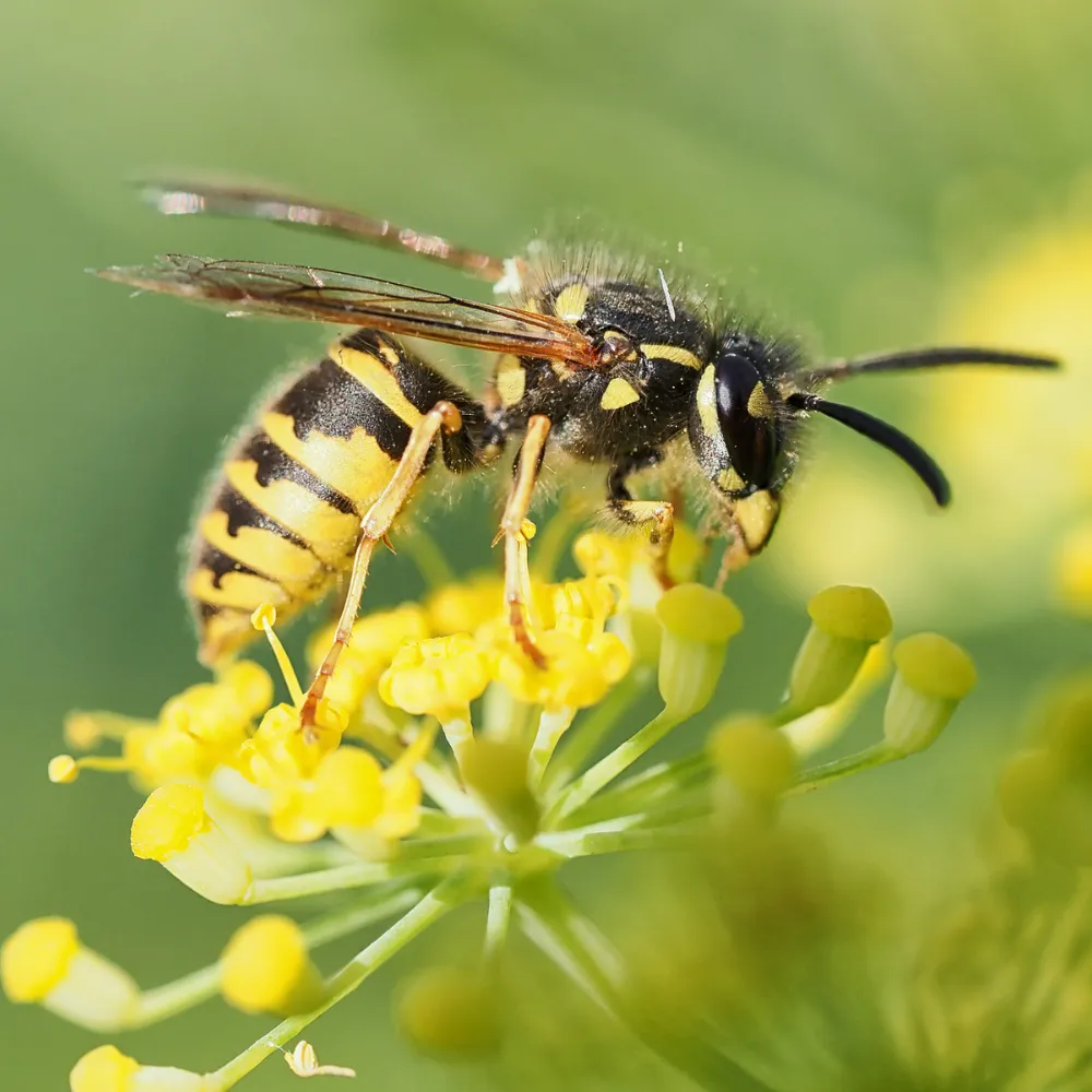 wasps Image