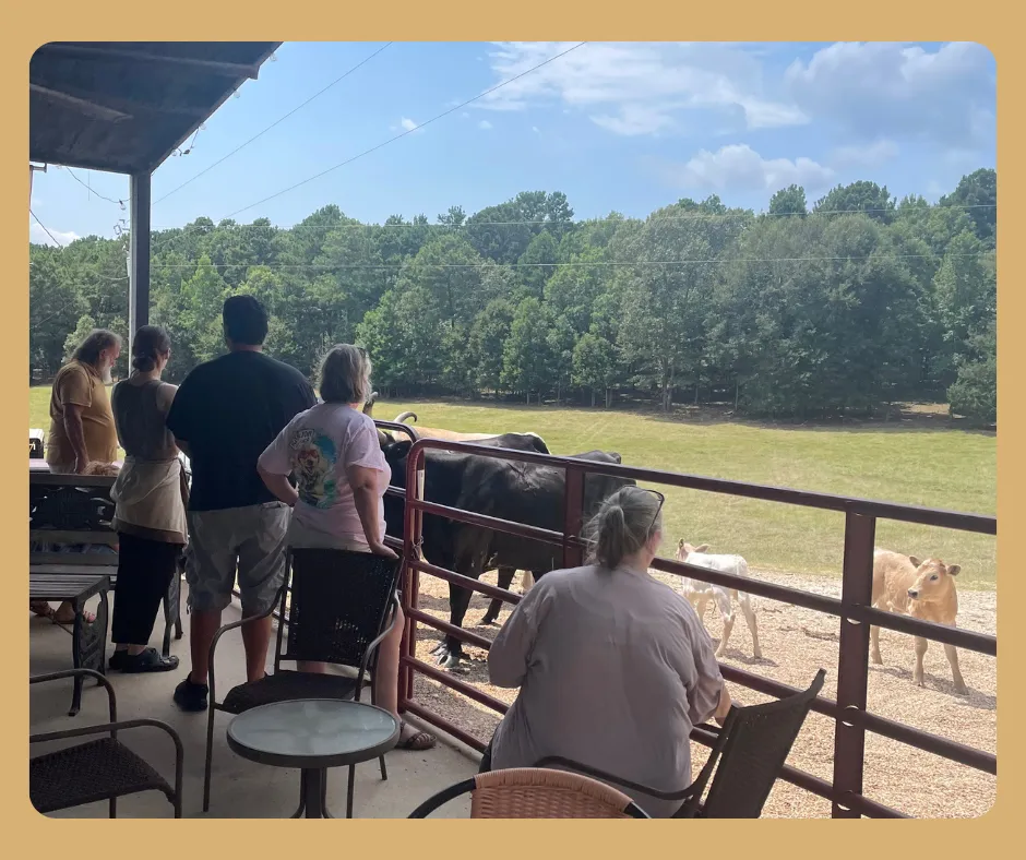 meet the highland cows at Slash-O-Meadery