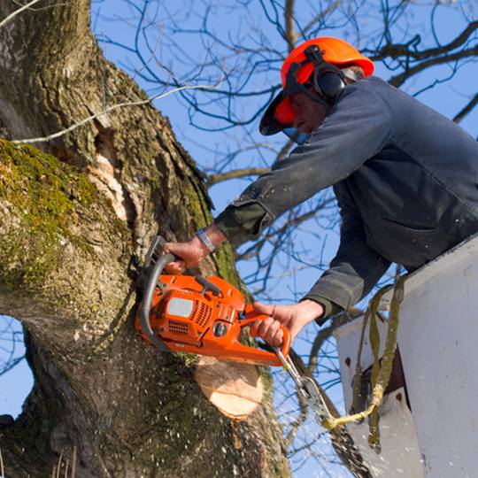 Worker Removing a Tree