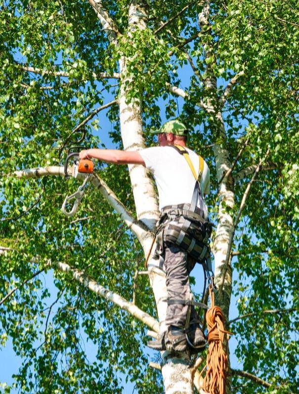 Worker trimming a tree