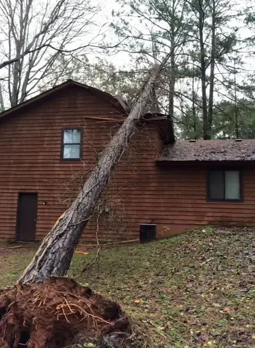 Tree fallen on roof