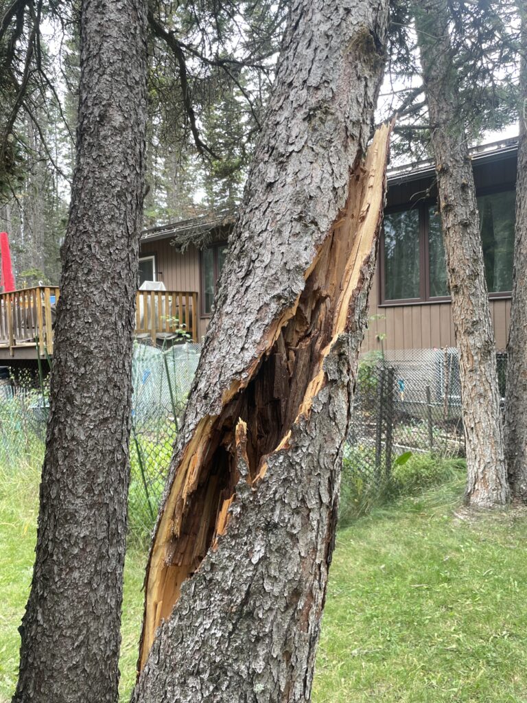 hazardous tree crack
