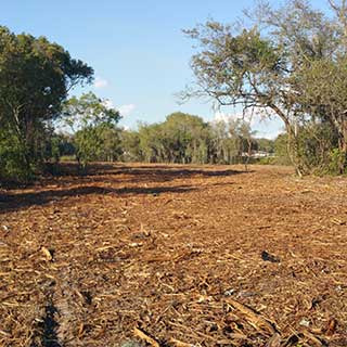 Cleared land