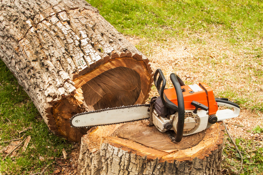Chainsaw with cut down tree