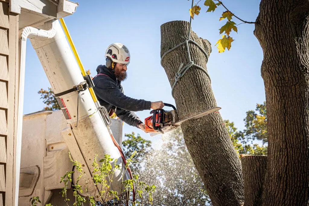 Worker removing tree with chainsaw