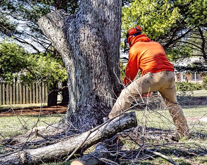 tree removal Sedalia Mo