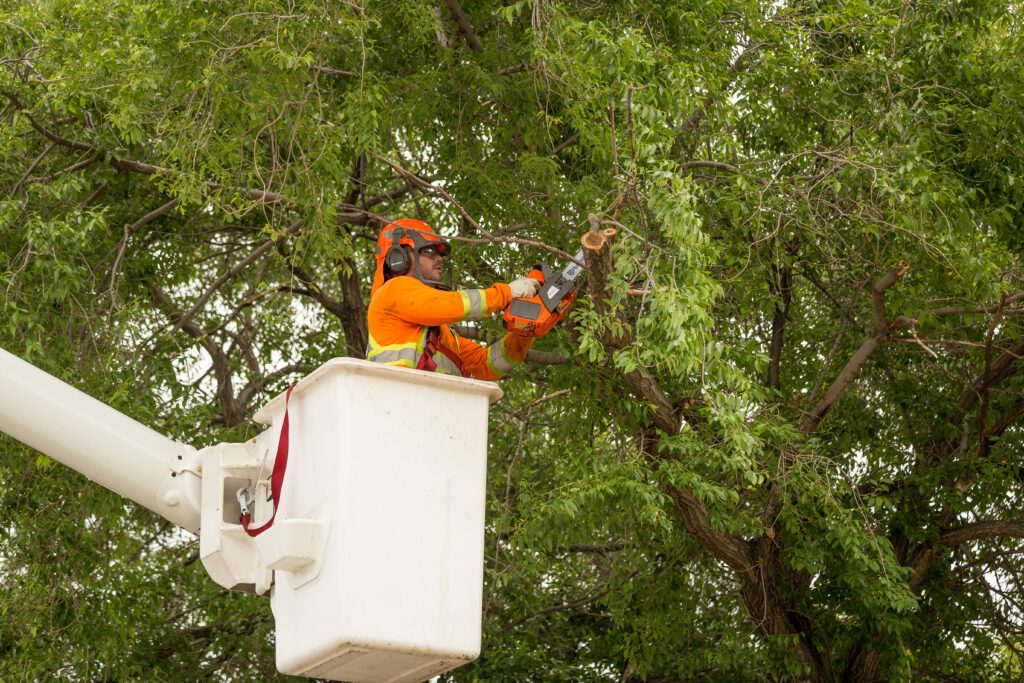 worker pruning a tree