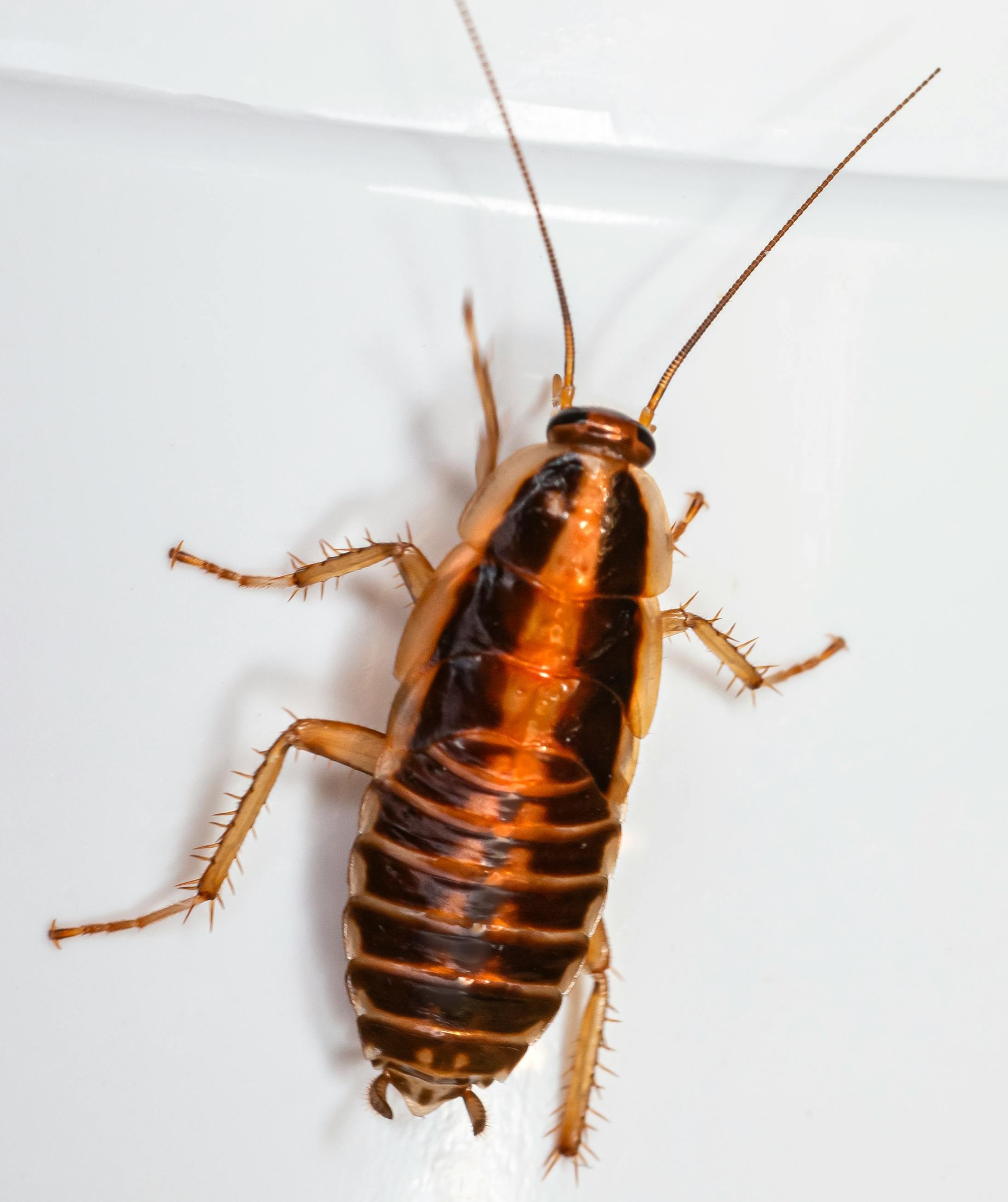 Pest Control Process