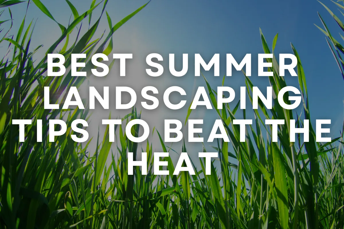 Best Summer Landscaping Tips to Beat the Heat