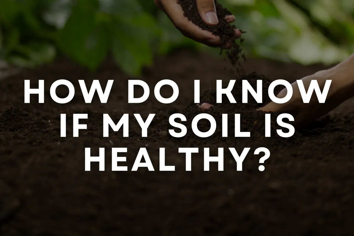 How Do I Know If My Soil Is Healthy?