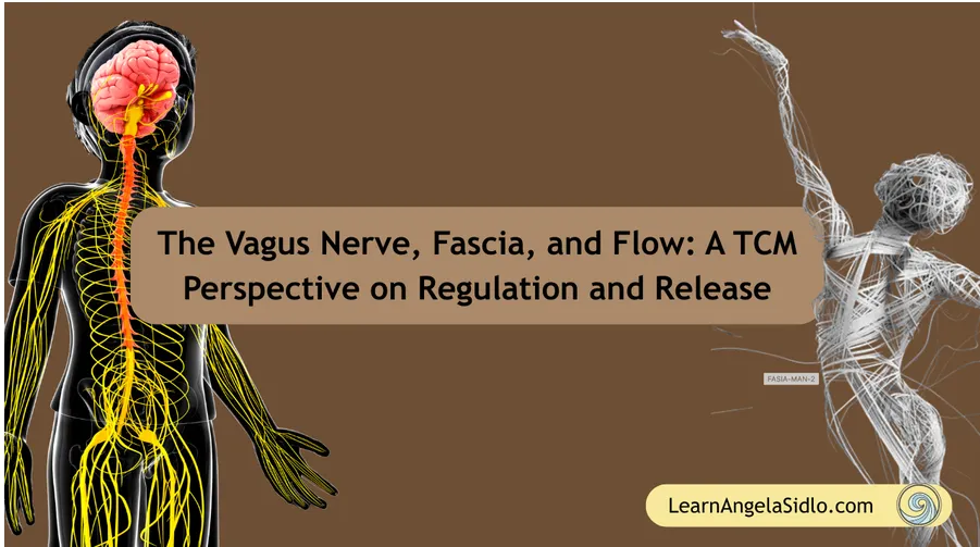 The Vagus Nerve