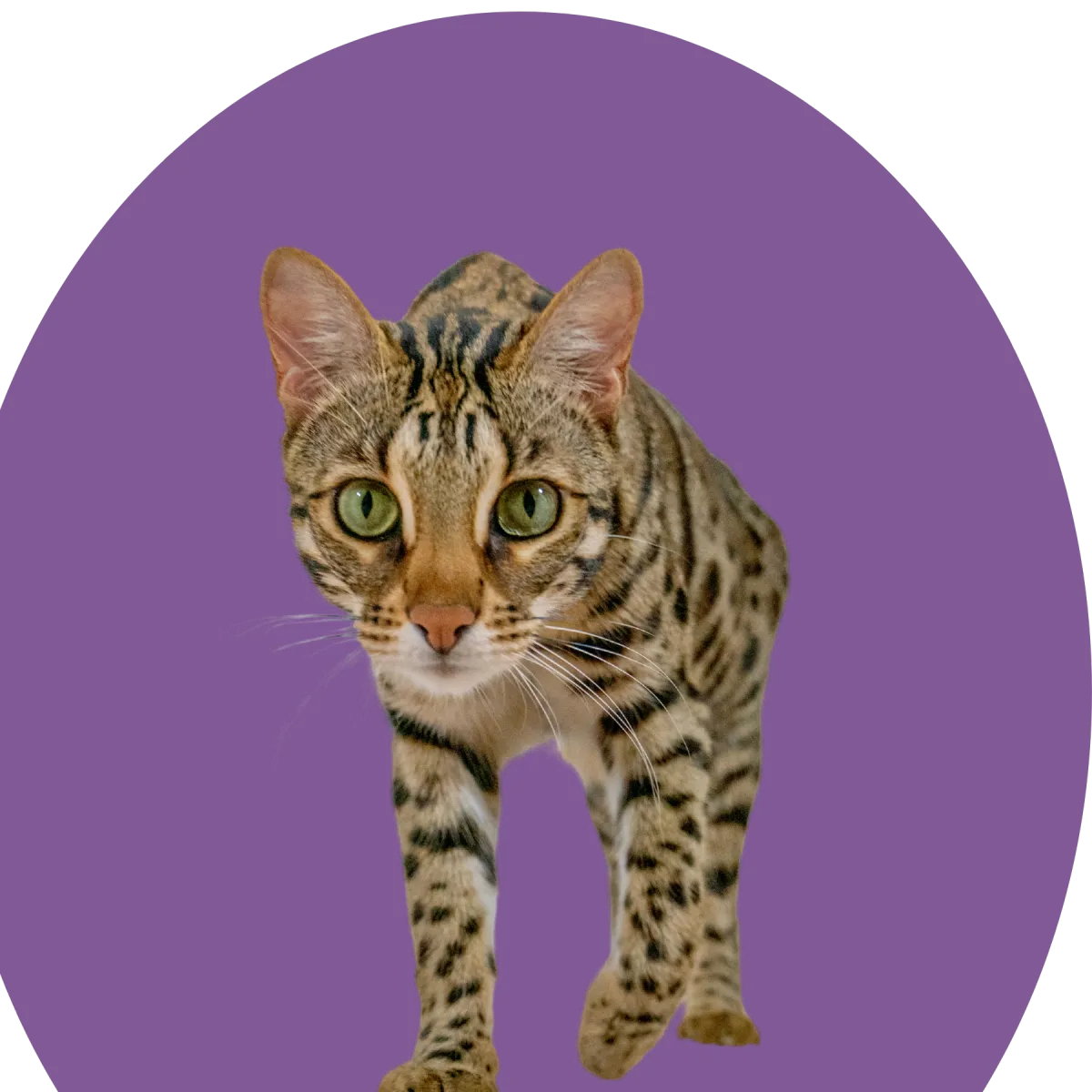Flounder a bengal cat walking 