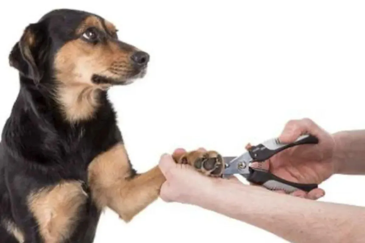dog getting his nails trimmed 