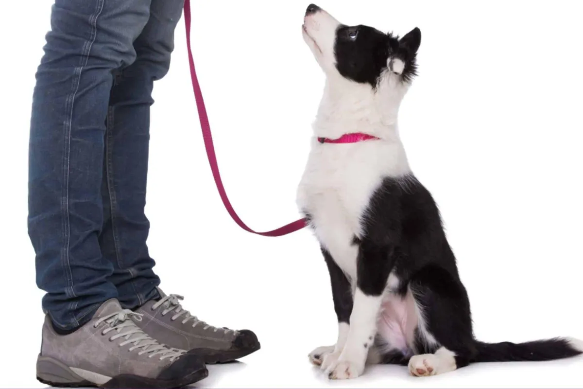 dog on a leash looking up at his owner
