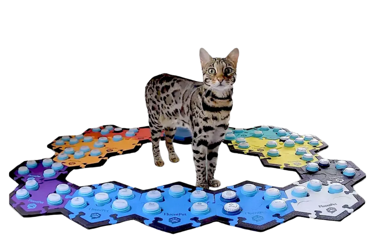 cat standing next to talking buttons
