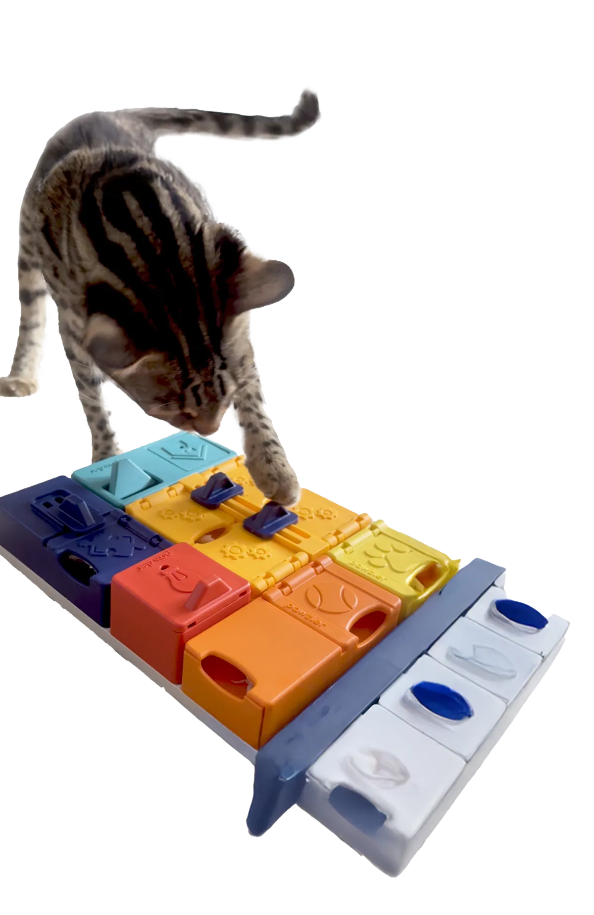 cat playing with puzzle