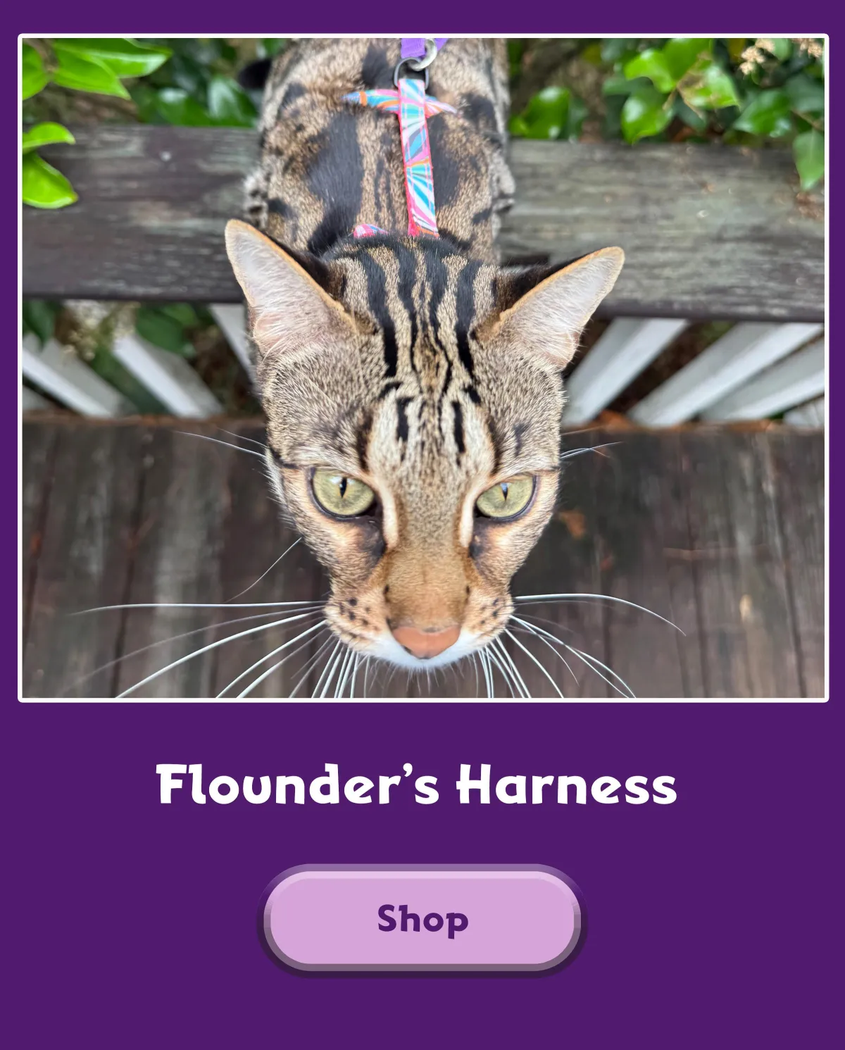 flounder a bengal cat with harness on