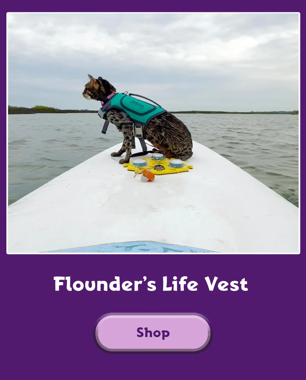cat with a life vest on while riding a paddleboard