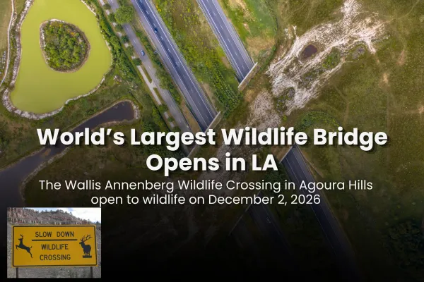 Vegetated Wallis Annenberg Wildlife Crossing over the 101 Freeway in Agoura Hills reconnecting mountain lion habitat.