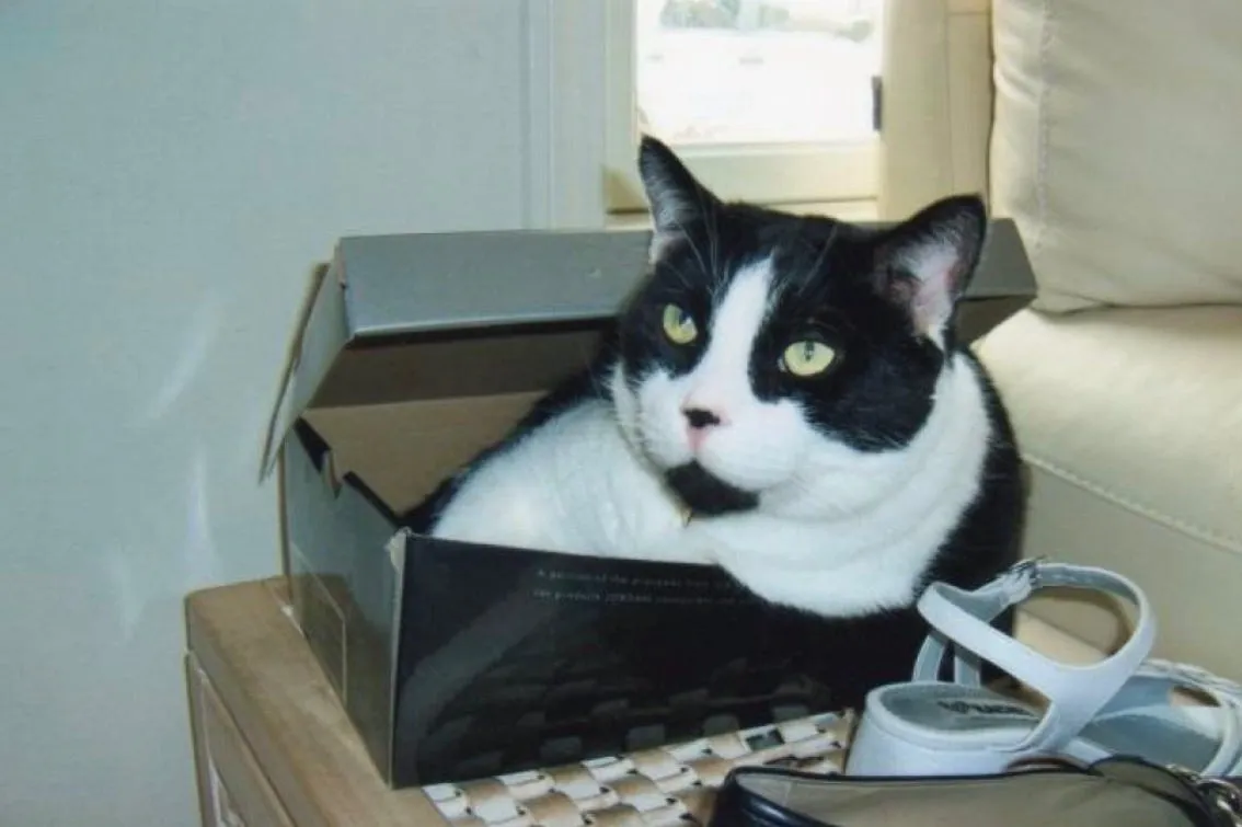 If My Cat Can Get PR, So Can You