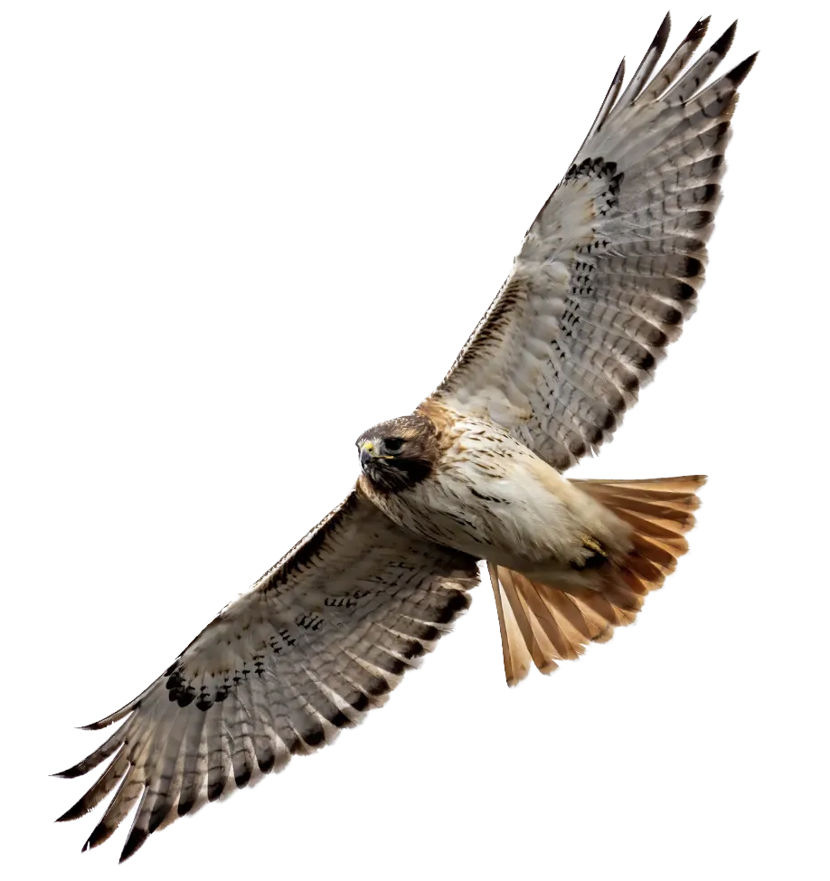 redtailed hawk - intuition training, spirit tracking course