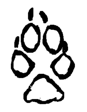 coyote track; wildlife tracking course teacher; deep nature connection