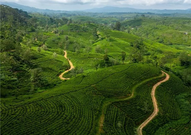 The Pekoe Trail: Sri Lanka’s Most Beautiful Hiking Experience