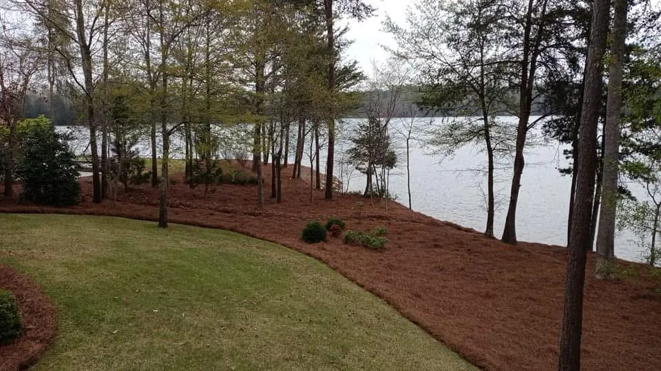 Alt Text: Freshly installed pine straw along a clean lawn edge and wooded path near a lake.