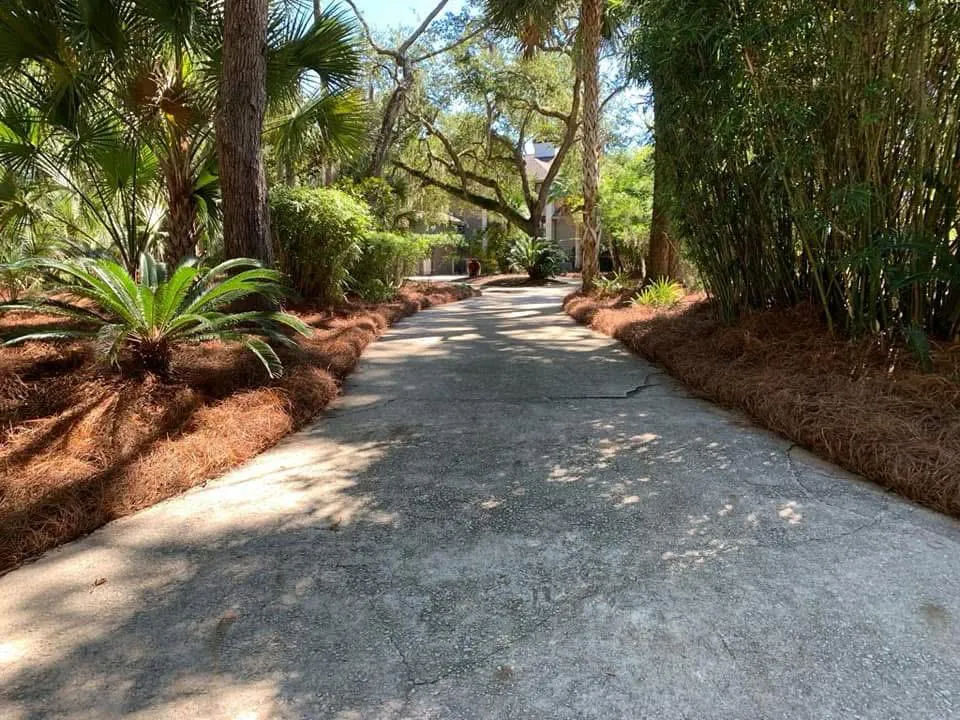 Alt Text: Beautifully mulched driveway lined with plants and trees, showing finished mulch delivery.