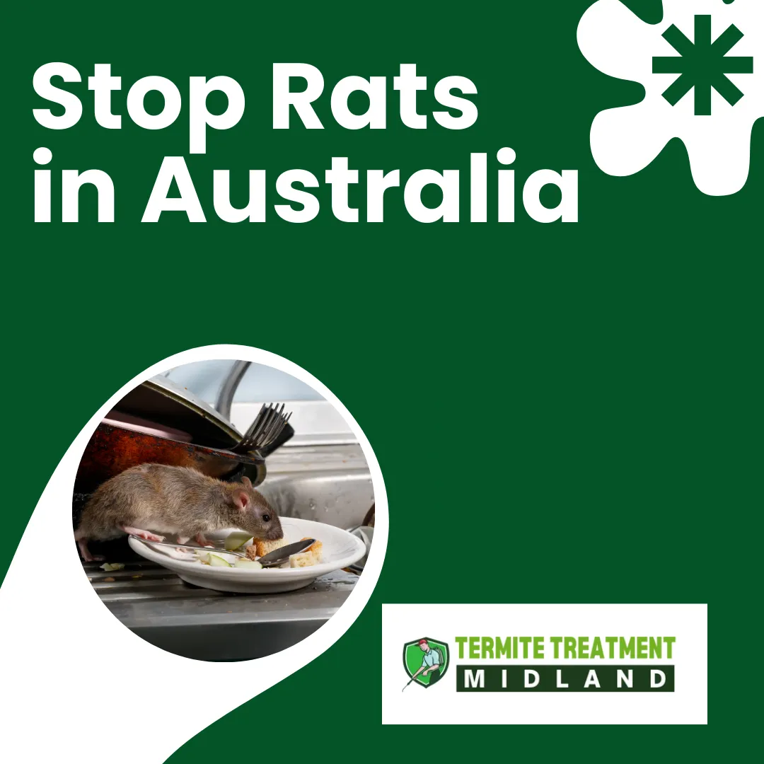 Rat near house in Australia showing prevention measures