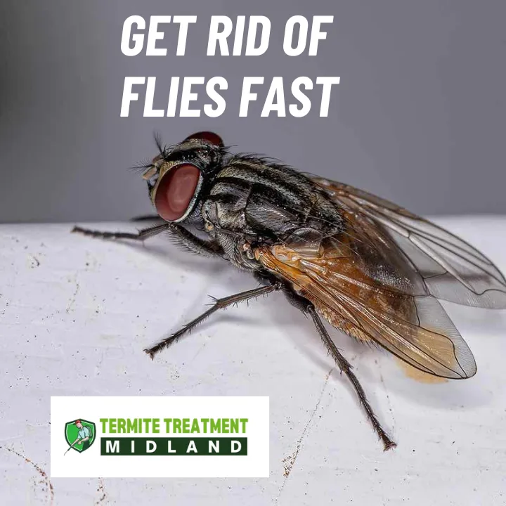 Flies hovering around kitchen and living areas, ready for pest control.