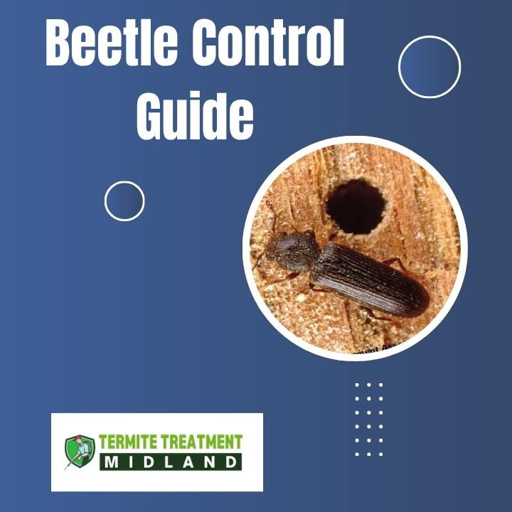 Beetle Removal Service