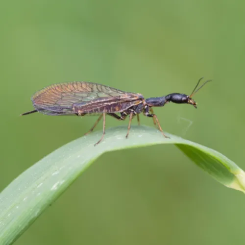 Snake Fly