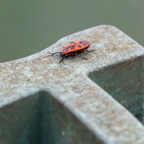 Box Elder Bug