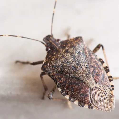 Stink Bug