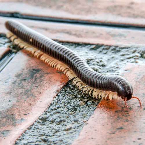 Millipede