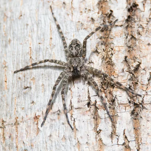 wolf spider