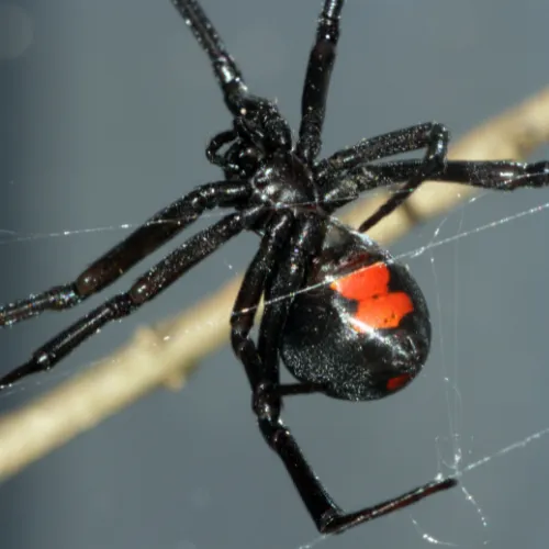 Black Widow Spider