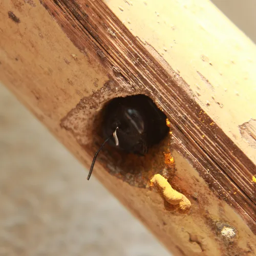 Carpenter Bee