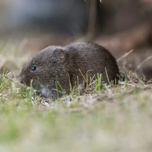 Vole