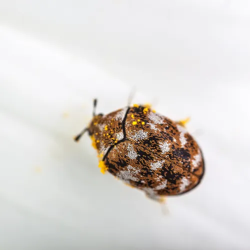 Carpet Beetle