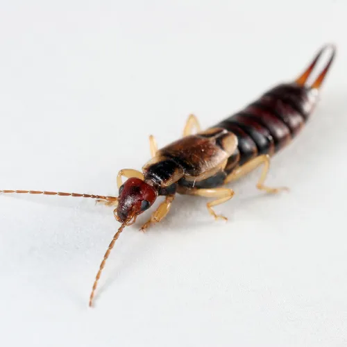 Earwig