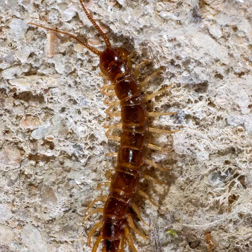 House Centipede